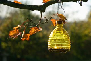 wasp trap hanging in tree