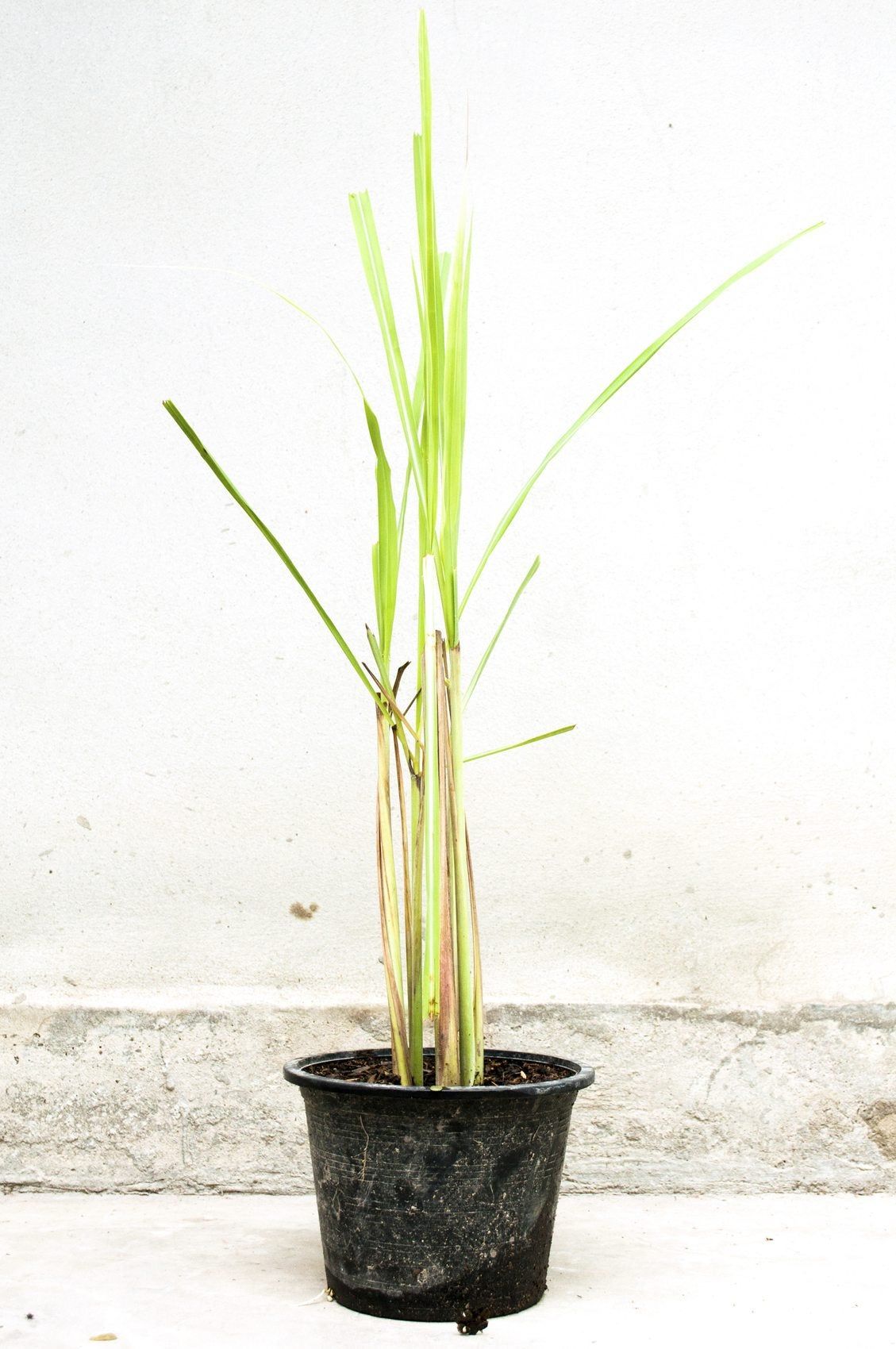 Potted Lemongrass Herbs