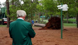 Tree fallen on the ground at Augusta National