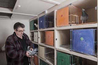 Pigeon Fancier Colin Hill in his garden with his birds. ©Richard Cannon/Country Life Picture Library