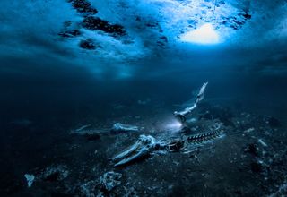 two minke whale skeletons sit at the bottom of the sea with ice above and a diver approaching with a flashlight