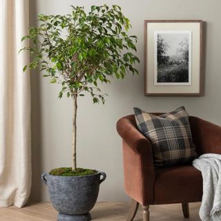 A dark brown velvet armchair next to a potted tree