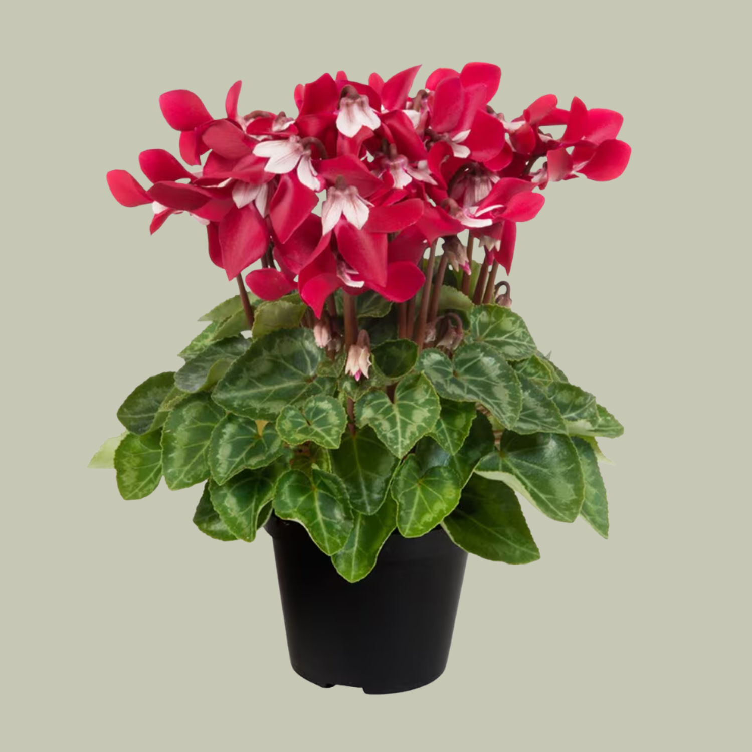 A potted cyclamen plant