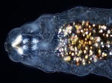 Around every tardigrade&rsquo;s mouth are two stylets &mdash; hard, piercing tools used to puncture potential meals. These stylets are largely made of the mineral aragonite; It&rsquo;s possible the shining crystals in this tardigrade&rsquo;s stomach are made of the same.