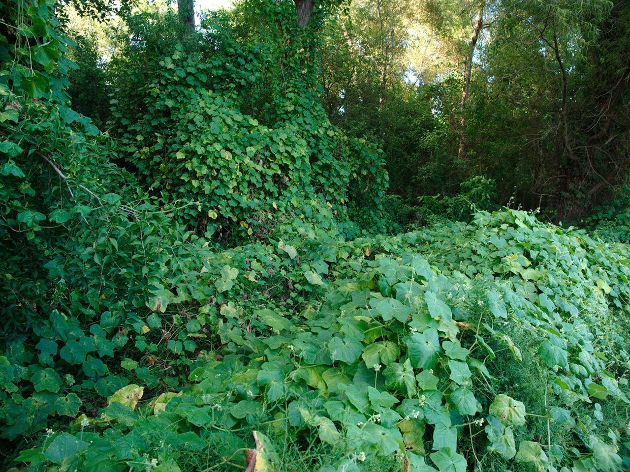 Green Leaved Invasive Plant In Forest