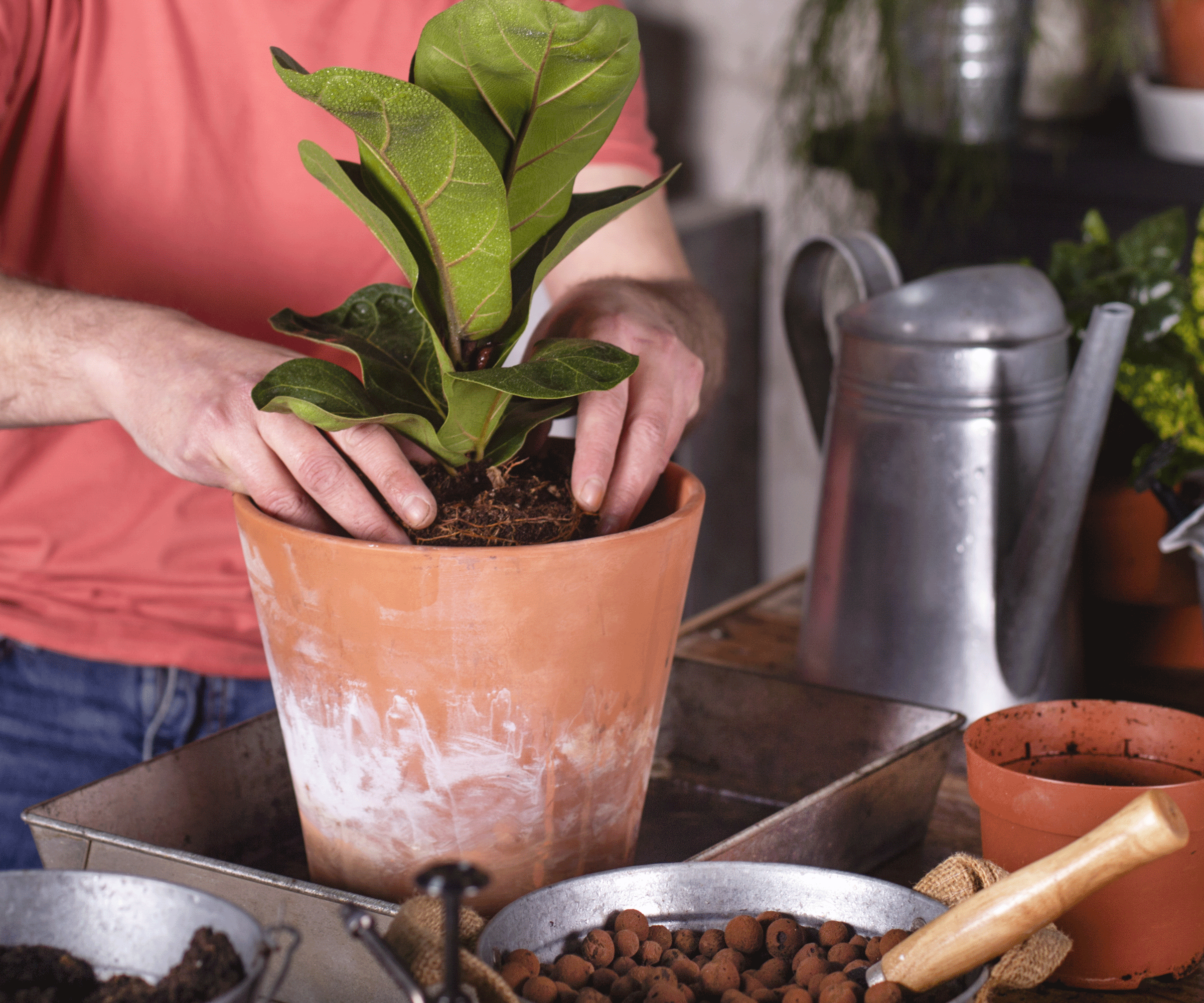 fiddle leaf fig plant in terracotta pot being repotted