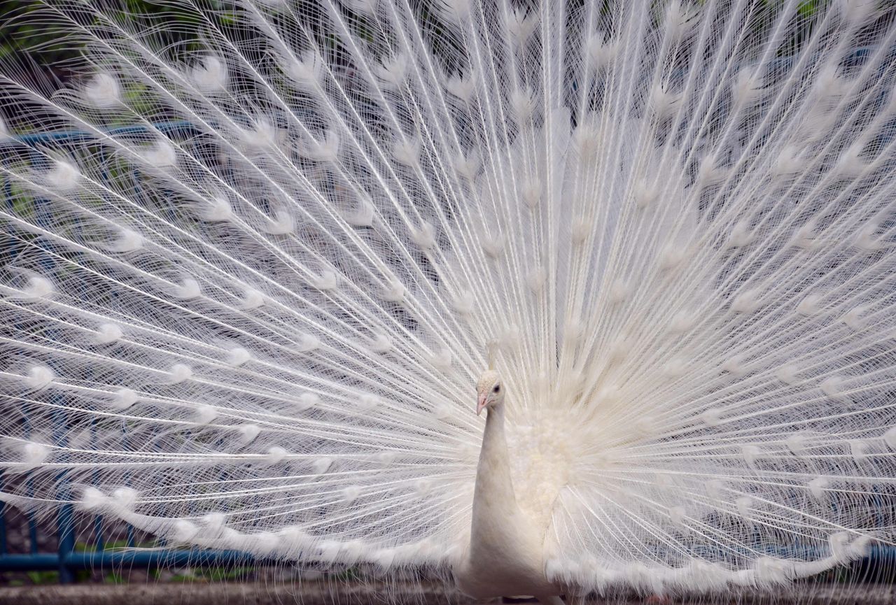 White peacock shows off his feathers