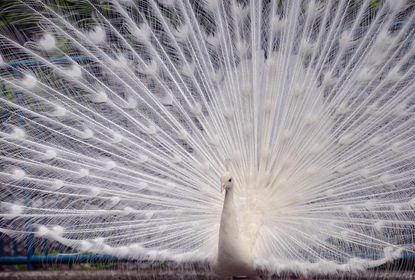 White peacock shows off his feathers