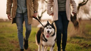 Siberian husky walking with owners