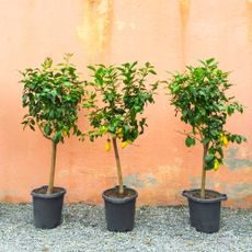 Three potted lemon trees