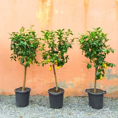 Three potted lemon trees