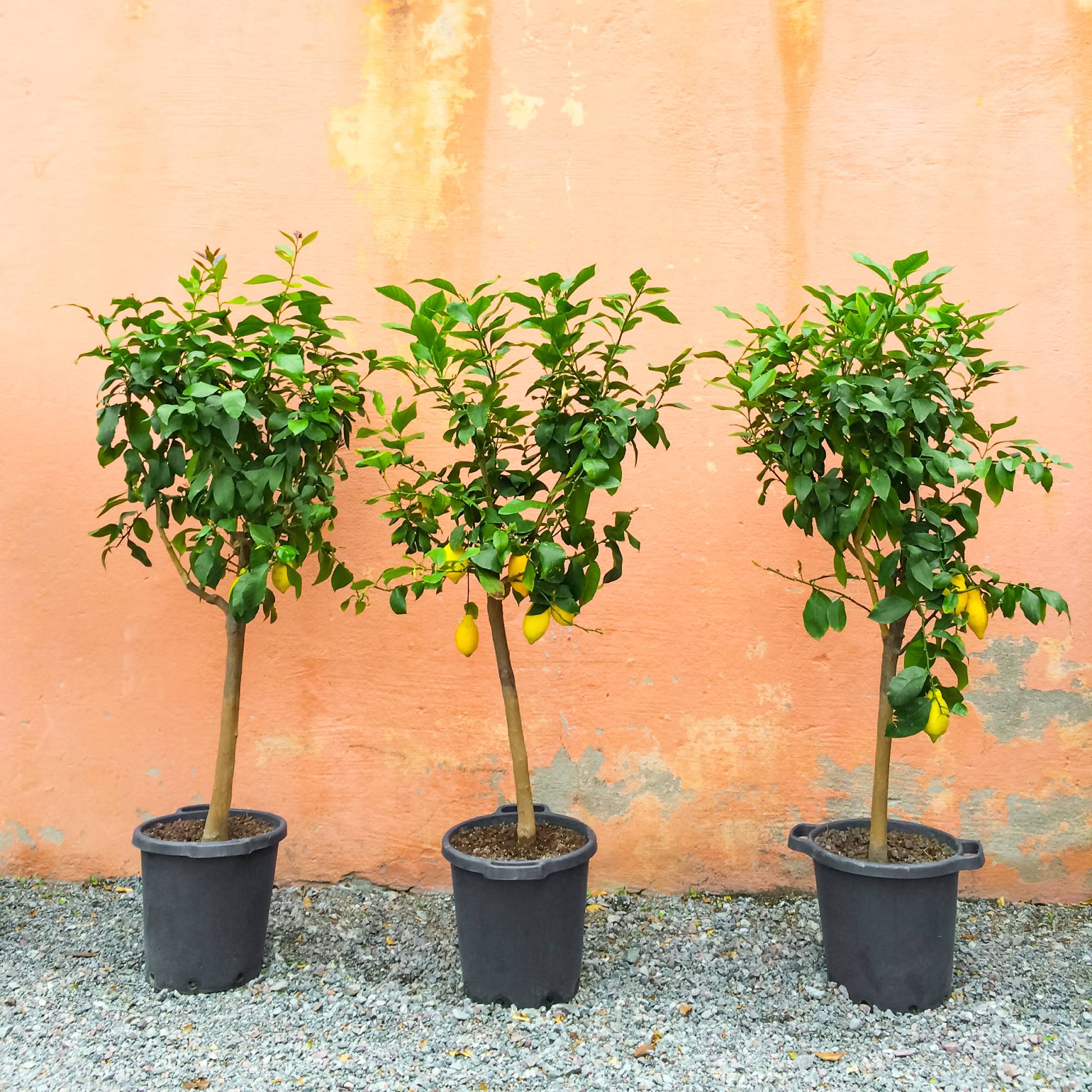 Three potted lemon trees
