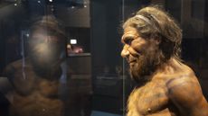 An artist’s reconstruction of a Neanderthal man