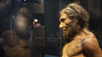 An artist’s reconstruction of a Neanderthal man