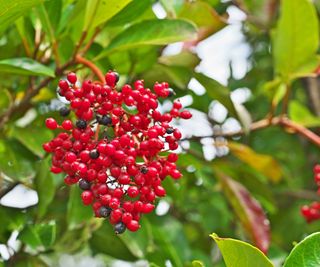 close up of red viburnum berries