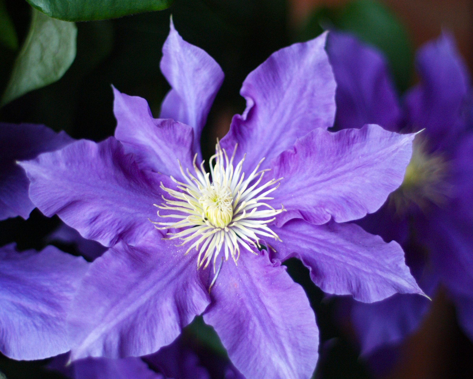 purple clematis flower