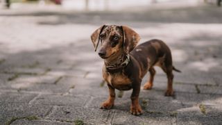 dachshund