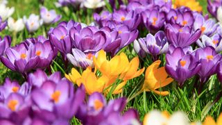 Mixed colored crocuses planted in grass