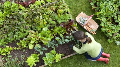 Gardener kneeling next to raised bed planted with salad crops