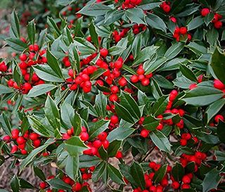 Foster No.2 Holly Tree (self-Pollinating) - Evergreen W/bright Red Berries - Live Plant Shipped 1 to 2 Feet Tall (no California)