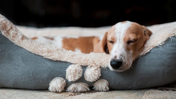 How to train your dog to sleep in a dog bed (and get yours back!) | PetsRadar