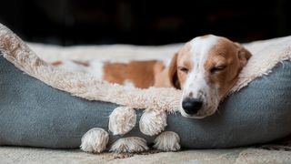How to train your dog to sleep in a dog bed 