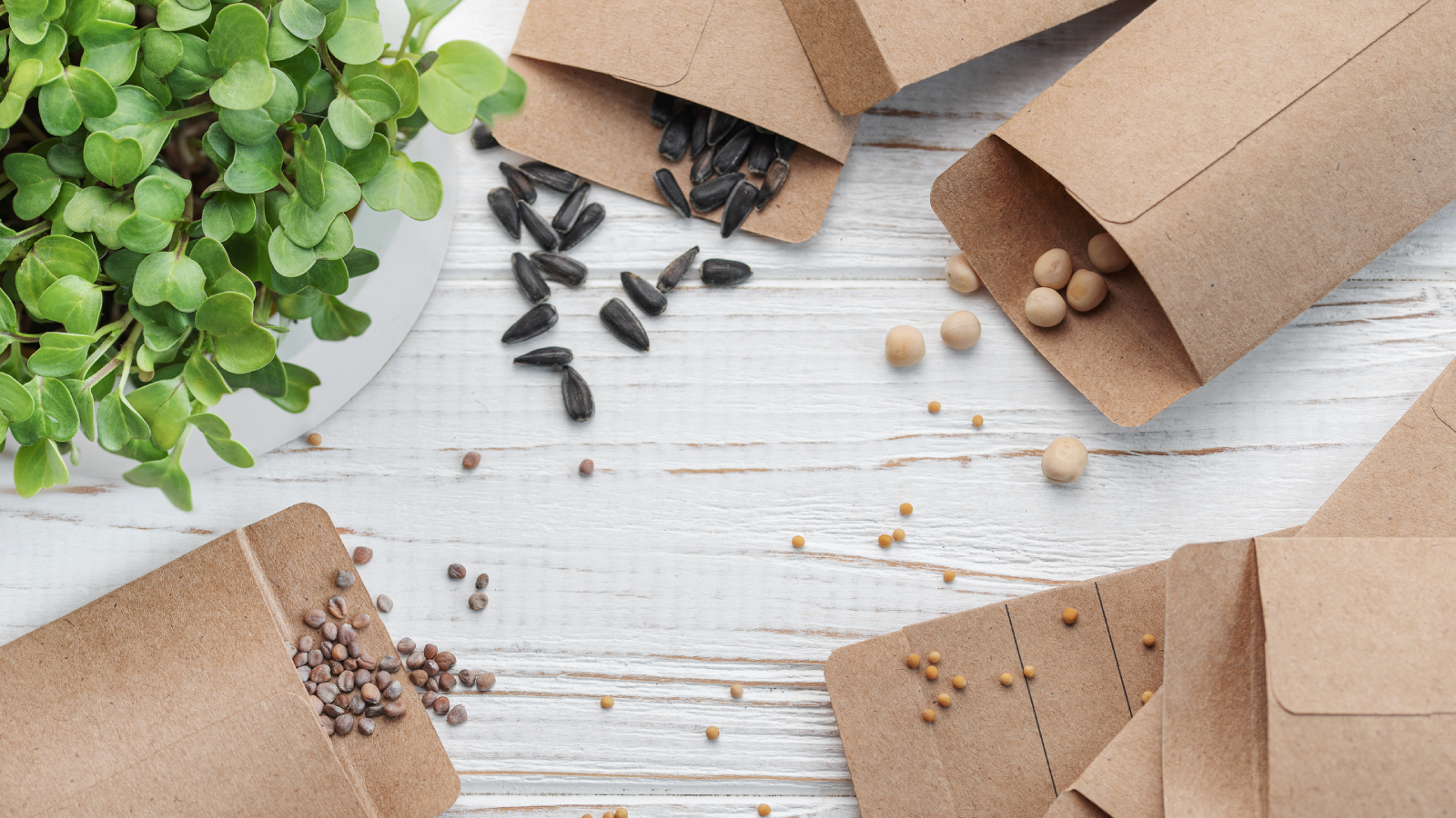 Seeds saved in seed packets