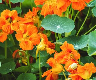 Nasturtium tropaeolum majus, Nasturtium