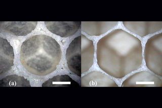 honeycomb compared