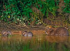 Beavers on the River Otter.