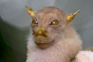Tube-nosed fruit bat