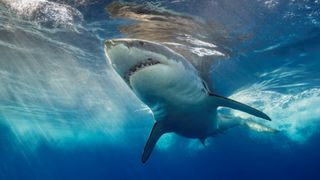 Great white shark swimming in the ocean