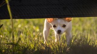 teacup chihuahua peering under fence
