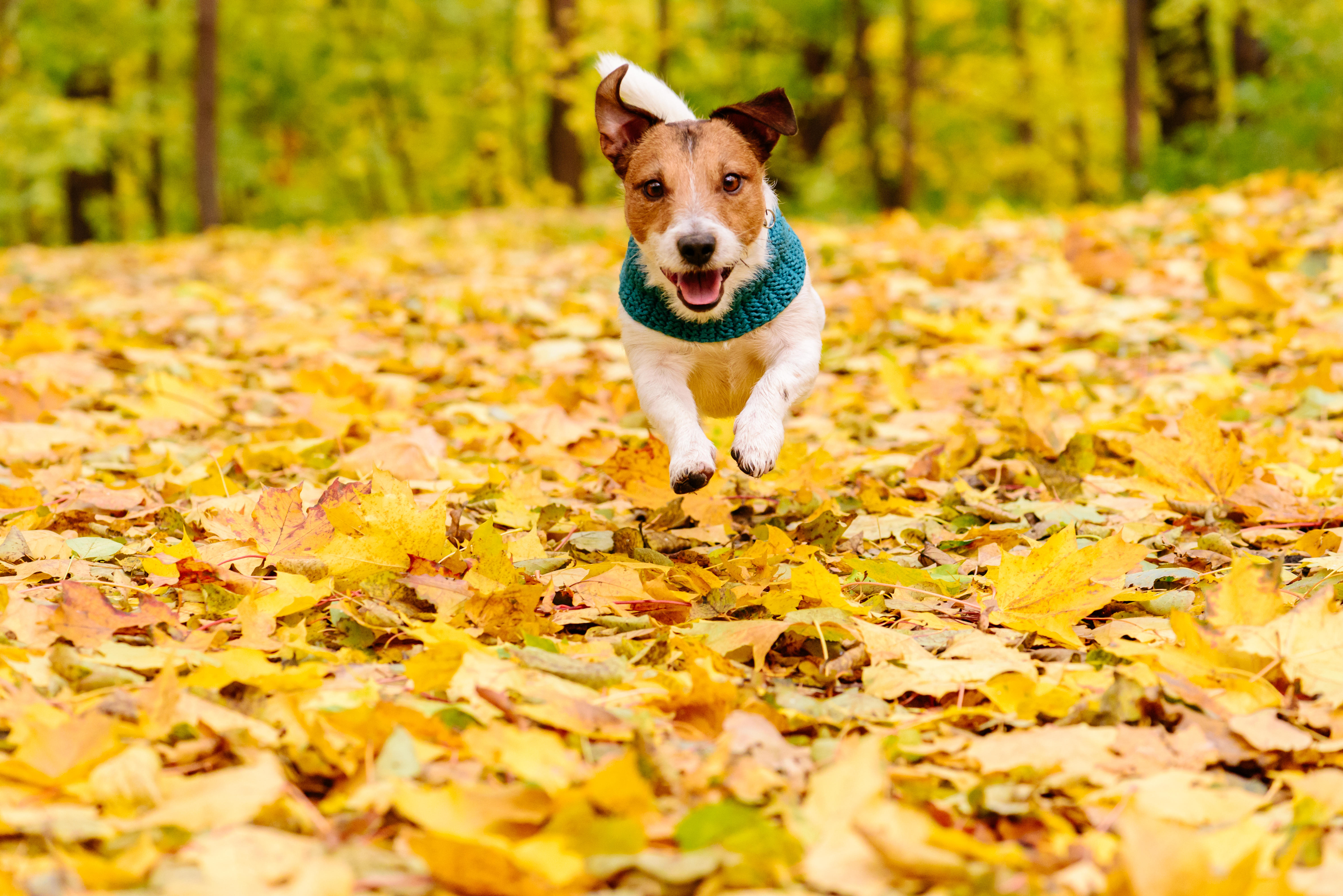 Britain's dog lovers have been naming their canine companions after their favourite film characters, as well as popular celebrities.