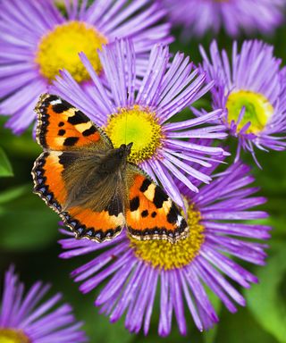 Small tortoisesehell butterfly on aster flowers in summer