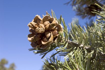 Pine Nuts On Pine Tree
