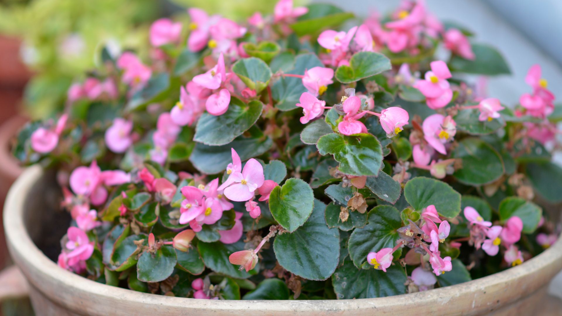 picture of pink begonias in pot