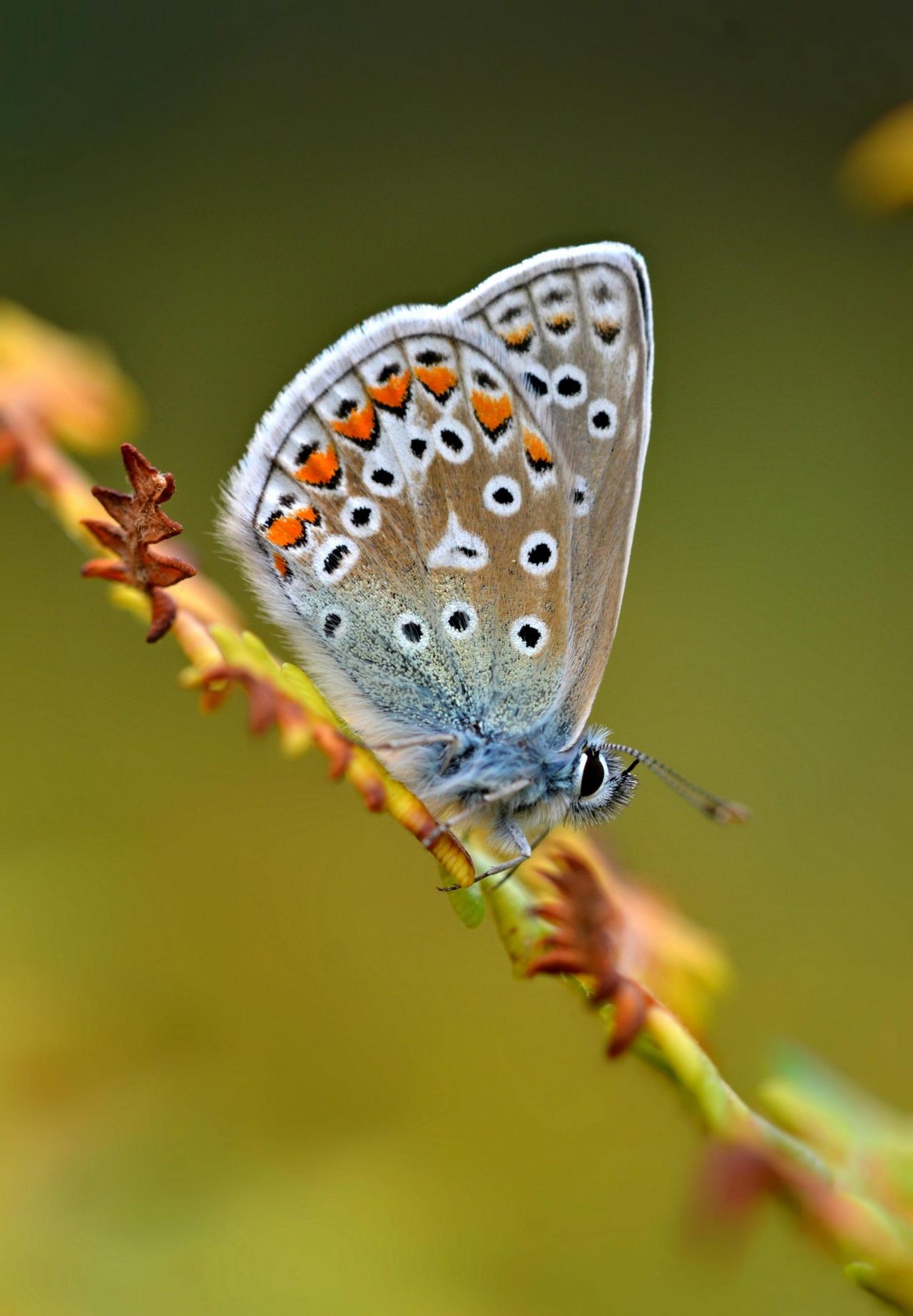 Common Blue butterfly.