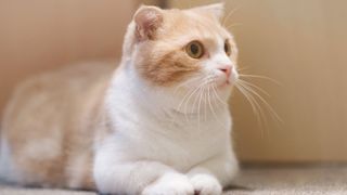 short-legged cat with ginger and white markings laying down, looking to the right