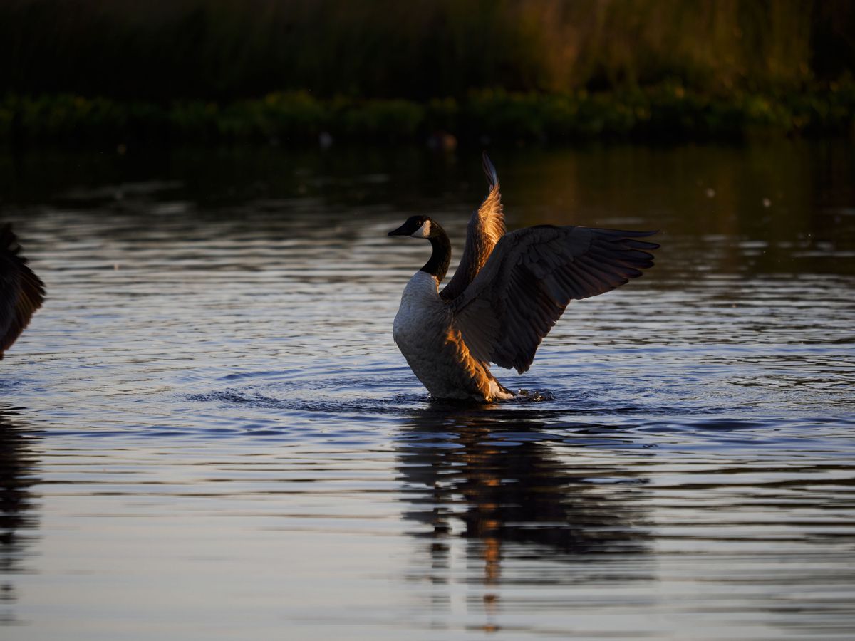 OM System 50-200mm F2.8 sample gallery: goose in water at first light