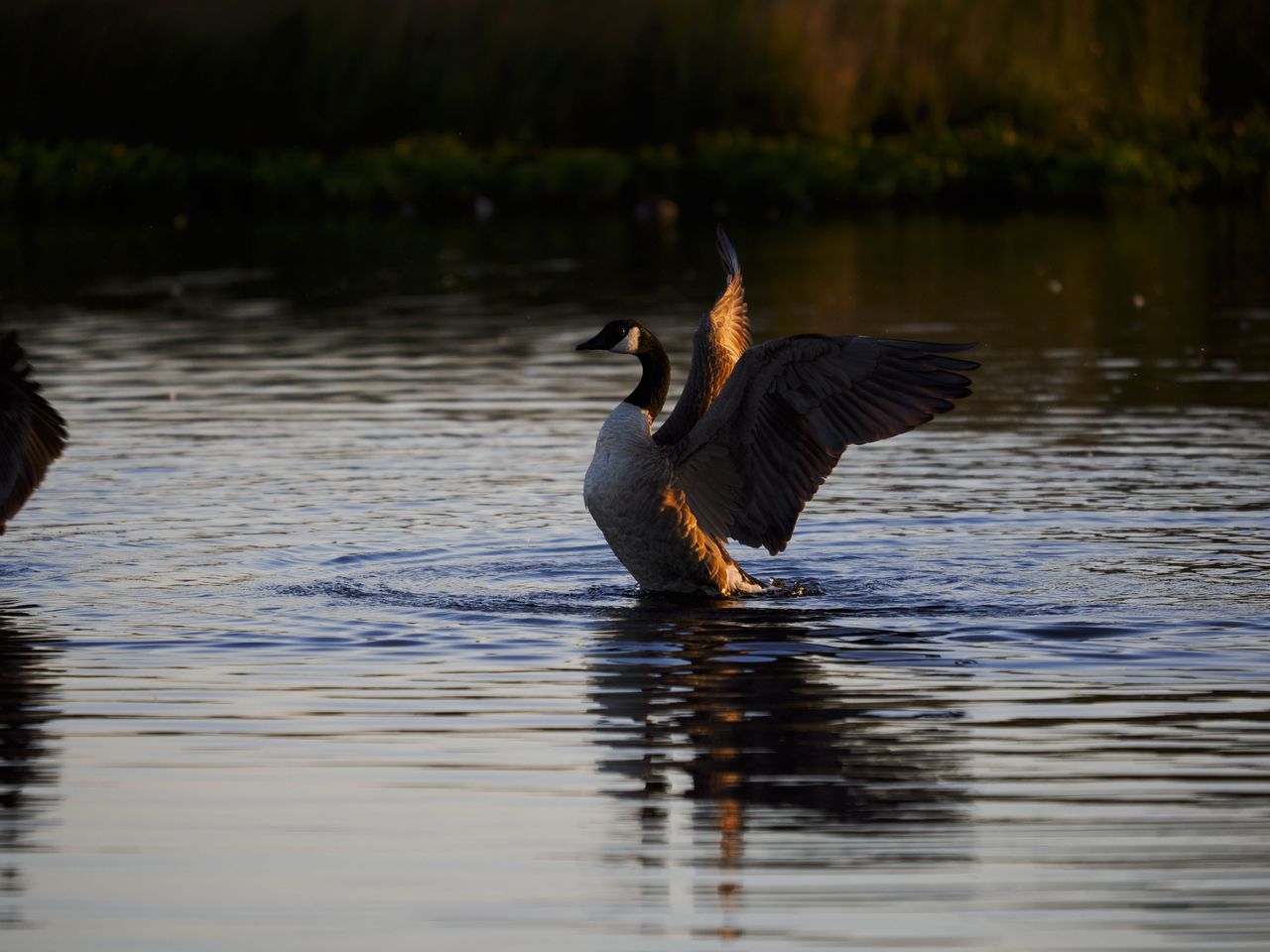 OM System 50-200mm F2.8 sample gallery: goose in water at first light