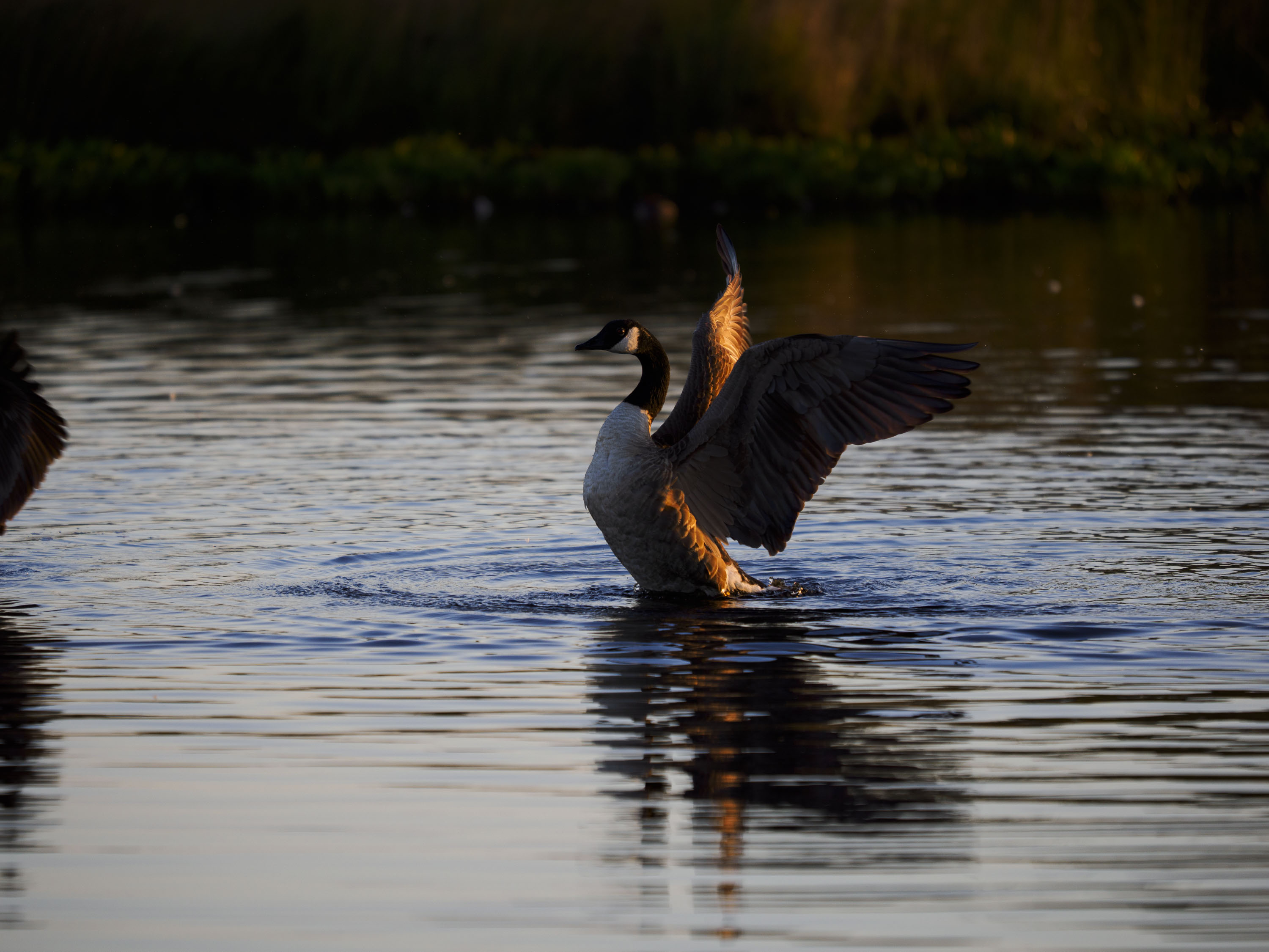 OM System 50-200mm F2.8 sample gallery: goose in water at first light