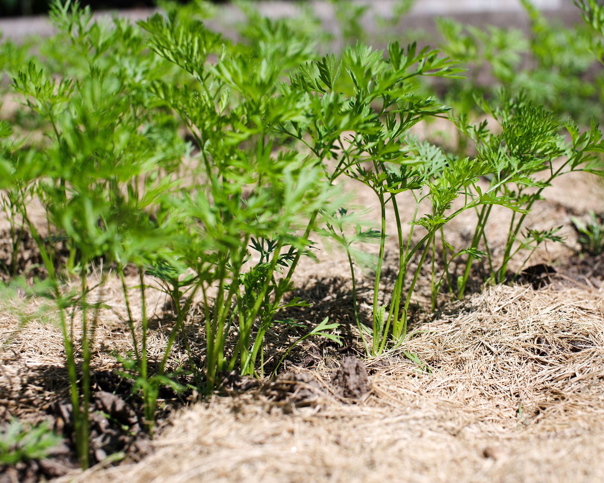 Close-up view of vibrant young carrot plants sprouting in a well-maintained garden with natural mulch covering the soil