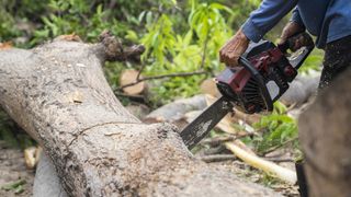 Man with a chainsaw sawing up a felled tree