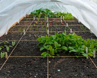 Row covers protecting crops in vegetable garden