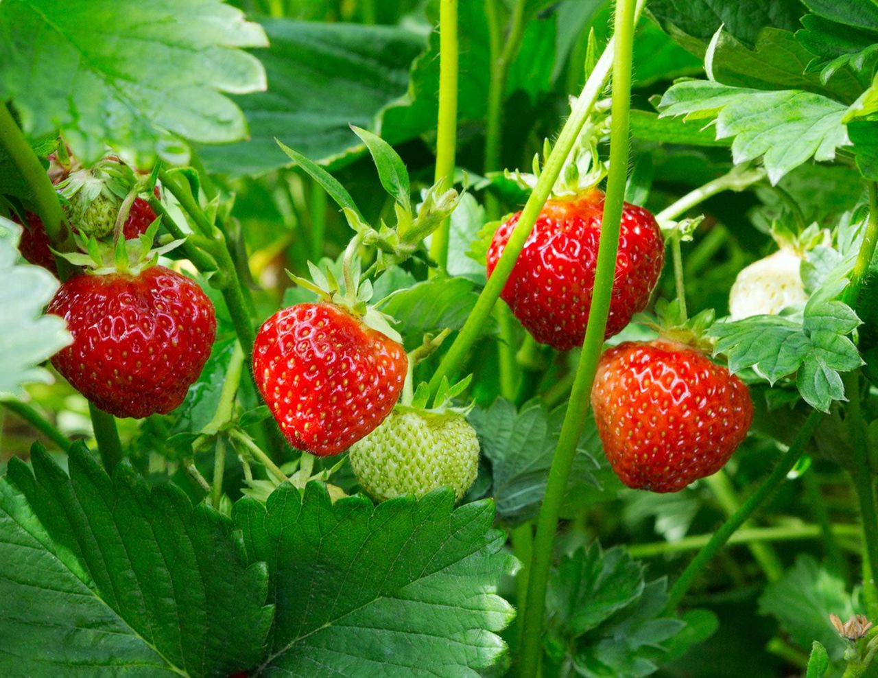 Strawberry Plant