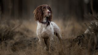 English Spring Spaniel in woodland