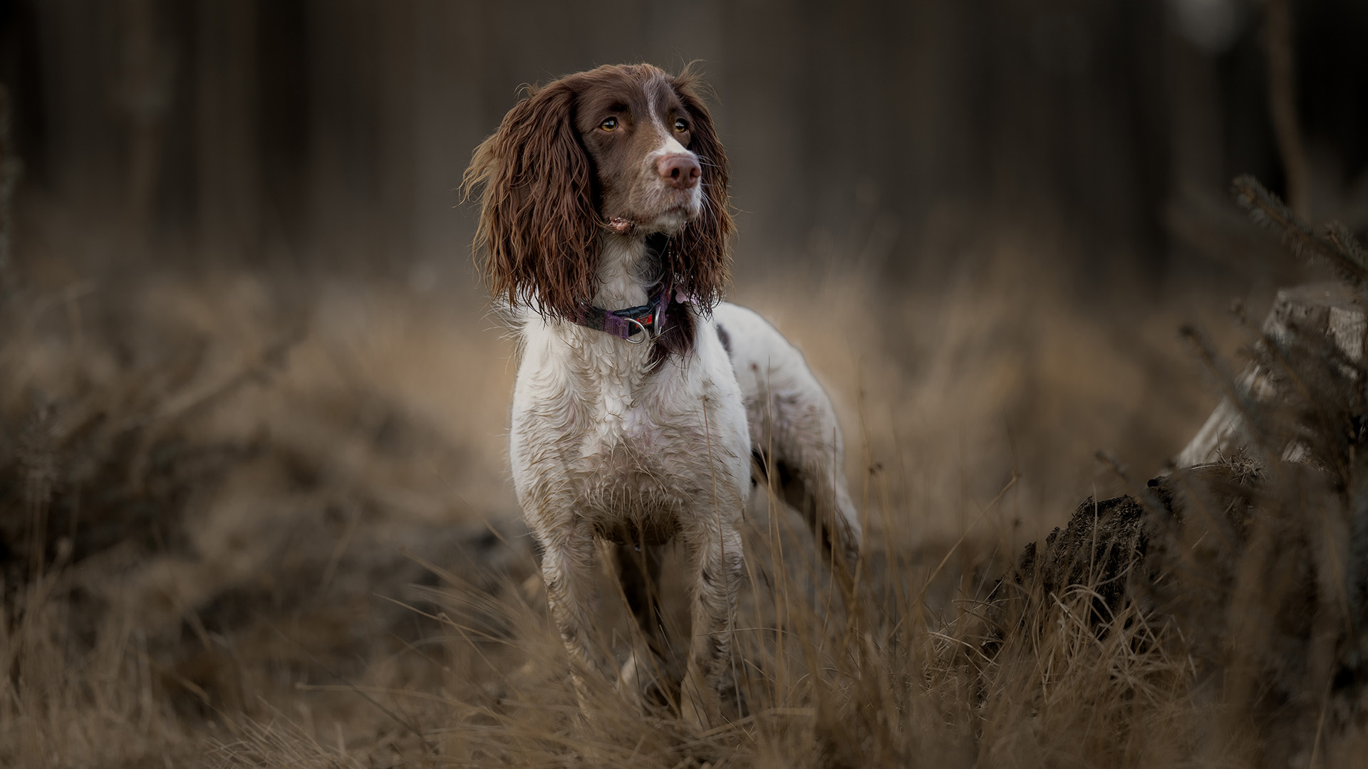 English Spring Spaniel in woodland