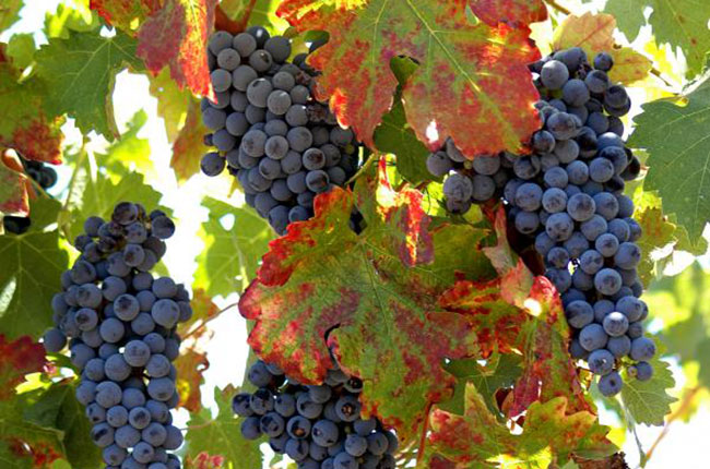California Zinfandel grapes