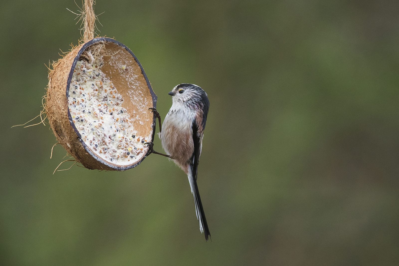 Feeding birds in winter the dos and don'ts Homes & Gardens